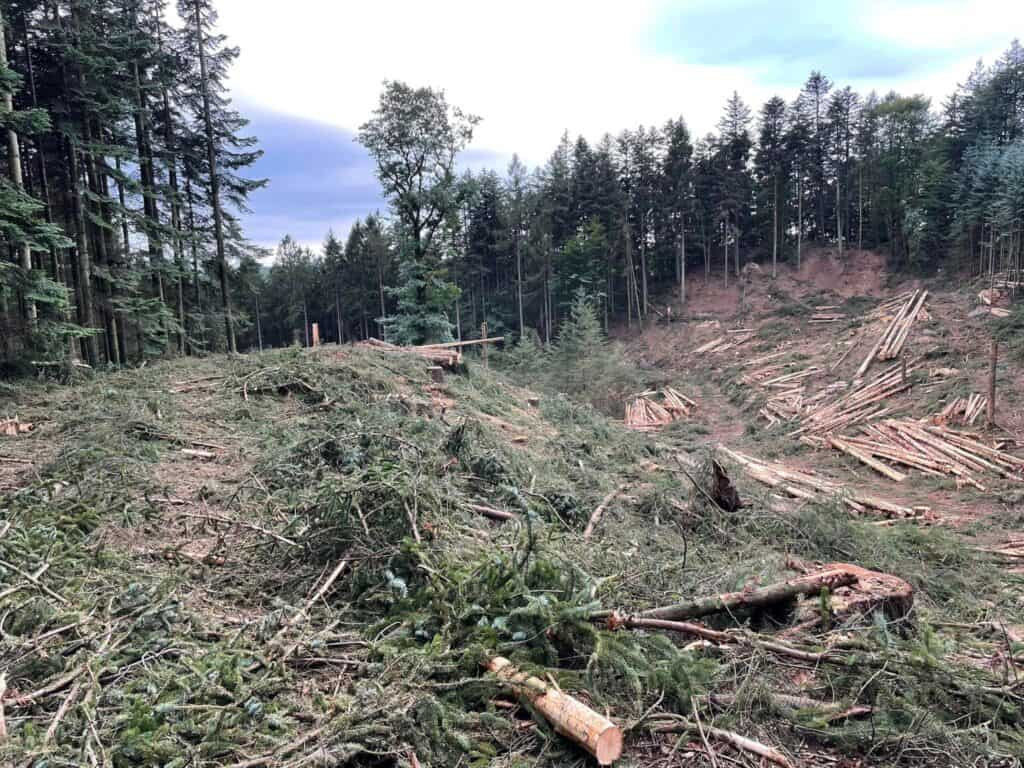 Nyligt ryddet område i statens skove. Foto: Robert Olesen