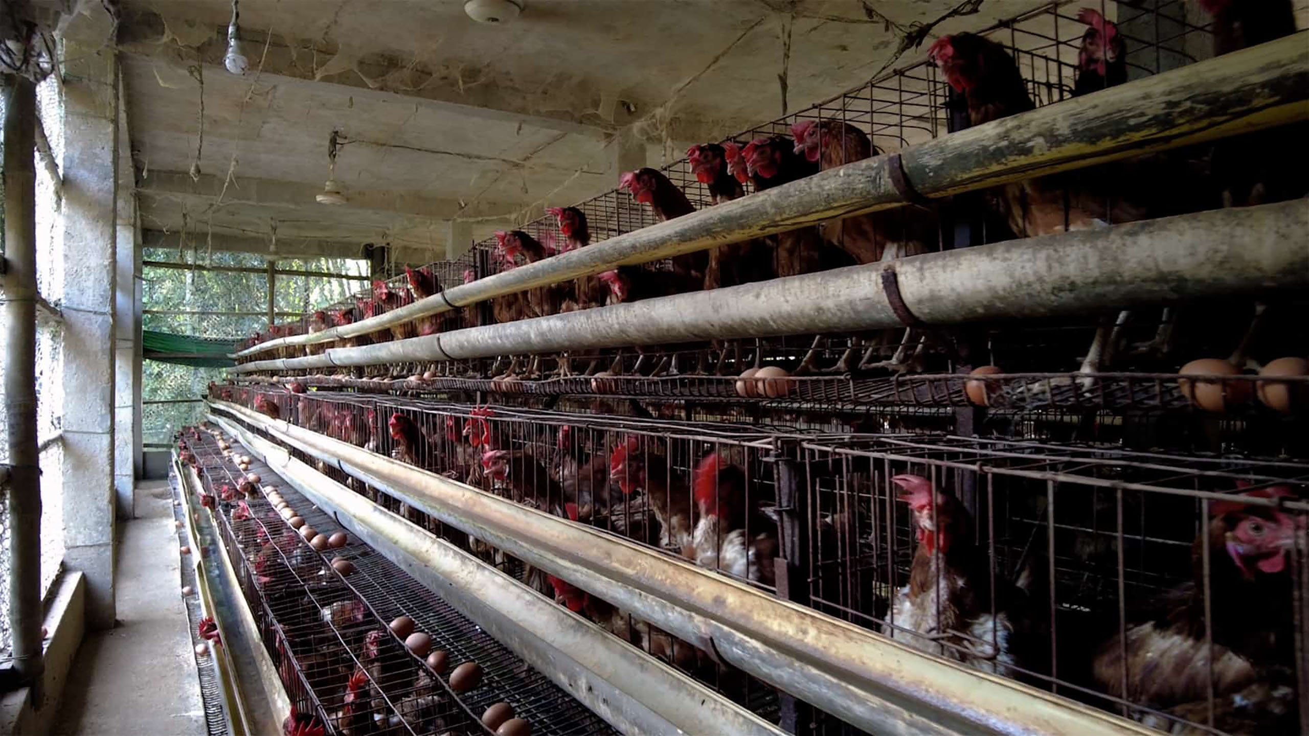 Casebesøg ved biogasanlæg i Bangladesh - en baggrundsreportage