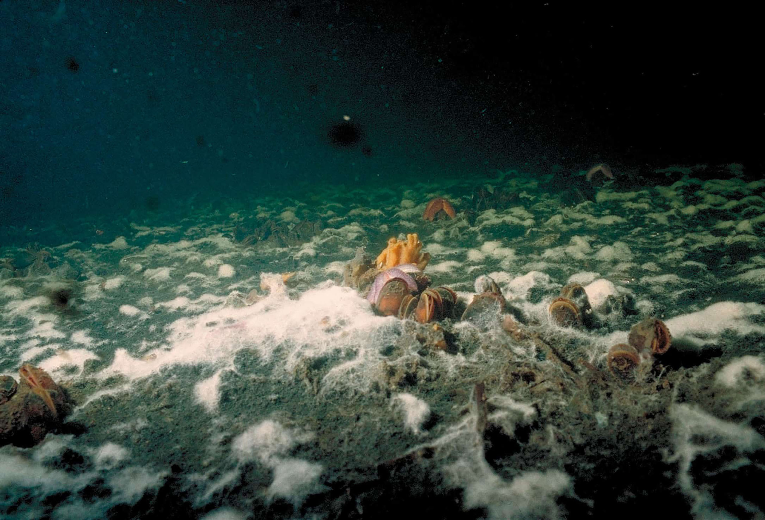 Havbund med døende bunddyr og ’liglagen’ – en hvid belægning af svovlbakterier der udgør den sidste barrierer mod frigivelse af giftig svovlbrinte, Foto: Nanna Rask