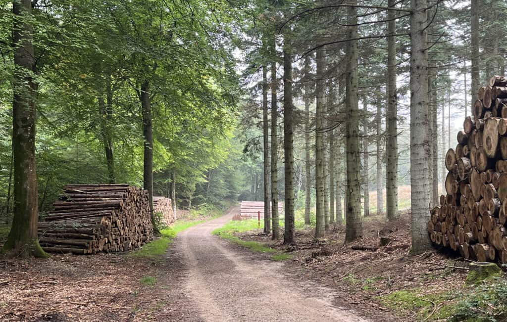 Silkeborg Sønderskov er et af landets største sammenhængende skovområder, hvor 187 ha. udpeget er udpeget til ny urørt skov. Kilde: Naturstyrelsen. Foto: Robert Olesen